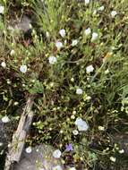 Image of One-Flower Stitchwort