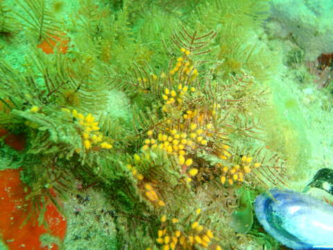 Image of sea spleenwort