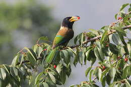 Image of Asian barbets