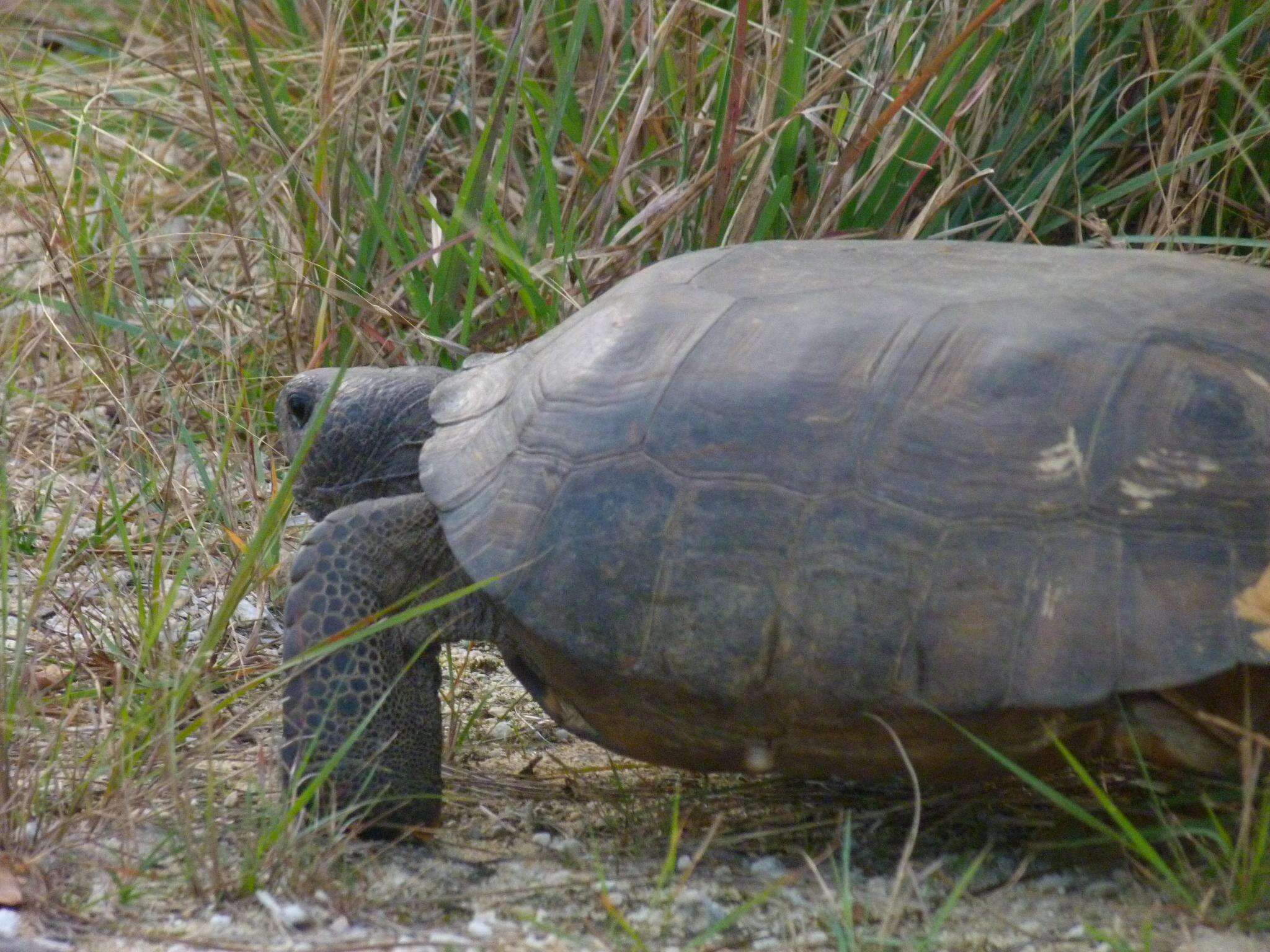 Image of (Florida) Gopher Tortoise