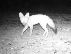 Image of African Sand Fox