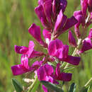 Image of Boreal Sweetvetch