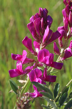 Image of Boreal Sweetvetch