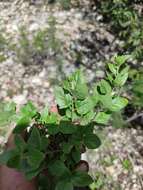 Image of Ageratina calaminthifolia (Kunth) R. King & H. Rob.