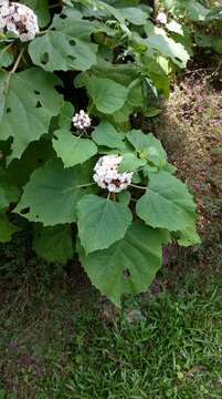 Слика од Clerodendrum chinense (Osbeck) Mabb.