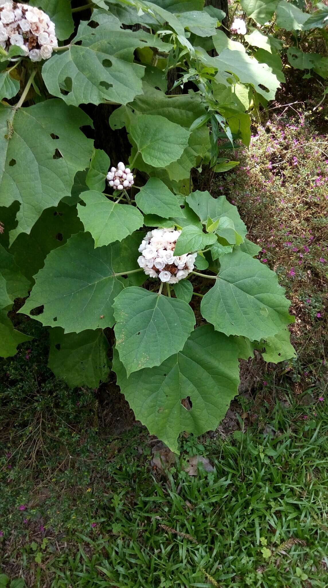 Clerodendrum chinense (Osbeck) Mabb. resmi