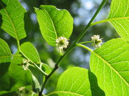 Слика од Ilex macrocarpa Oliv.