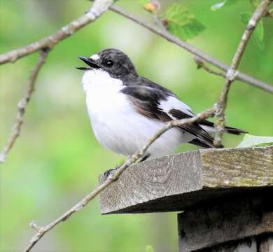 Ficedula hypoleuca hypoleuca (Pallas 1764) resmi