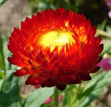 Image of bracted strawflower