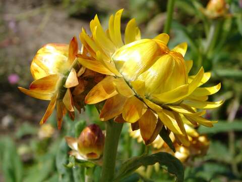 Image of bracted strawflower