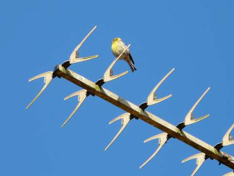 Image of serin, european serin