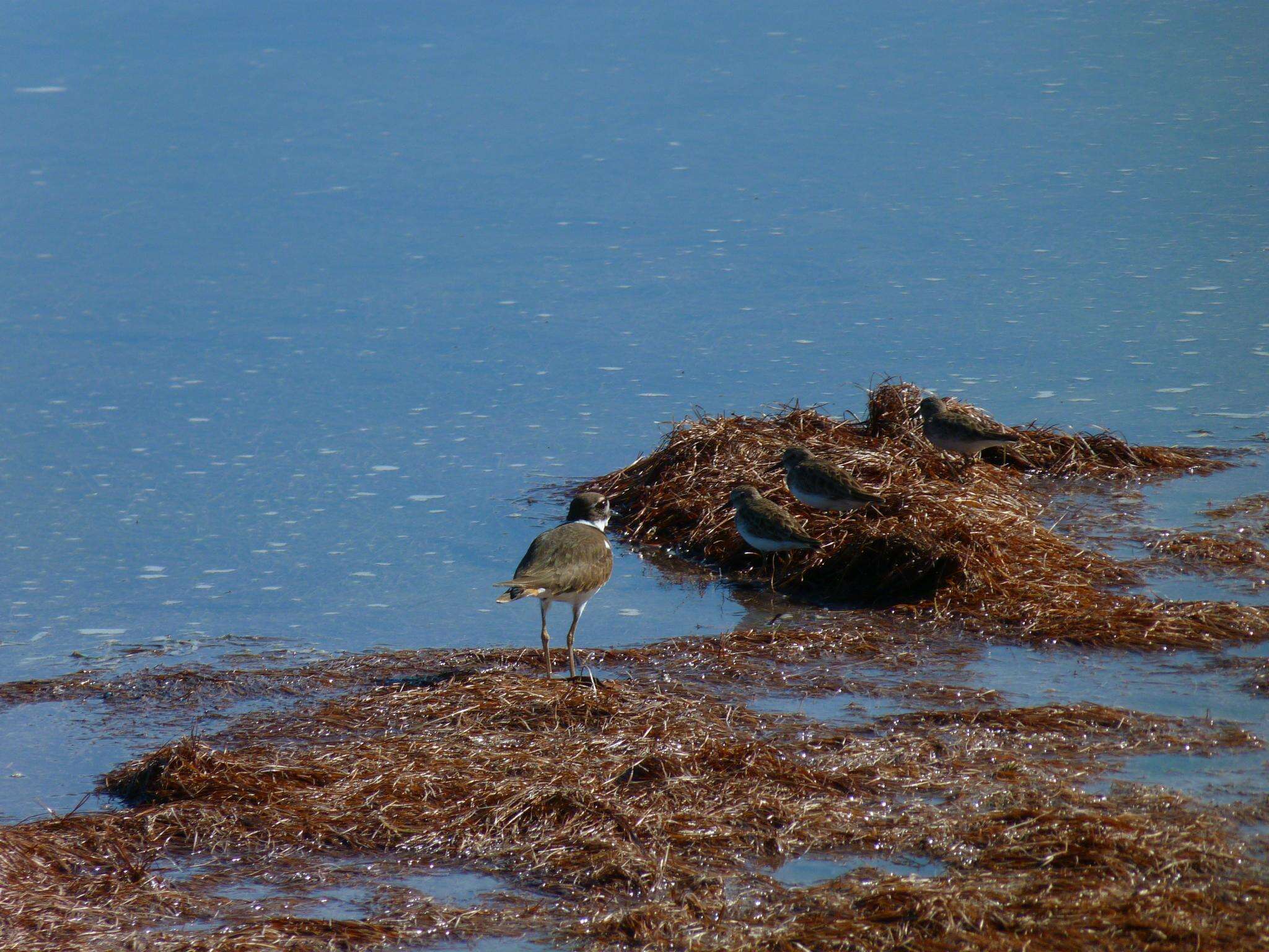 Image of Killdeer