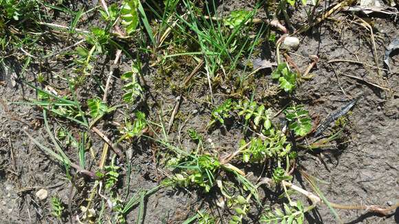 Image of Creeping marshwort