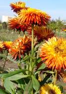 Image of bracted strawflower