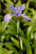 Image of Virginia iris