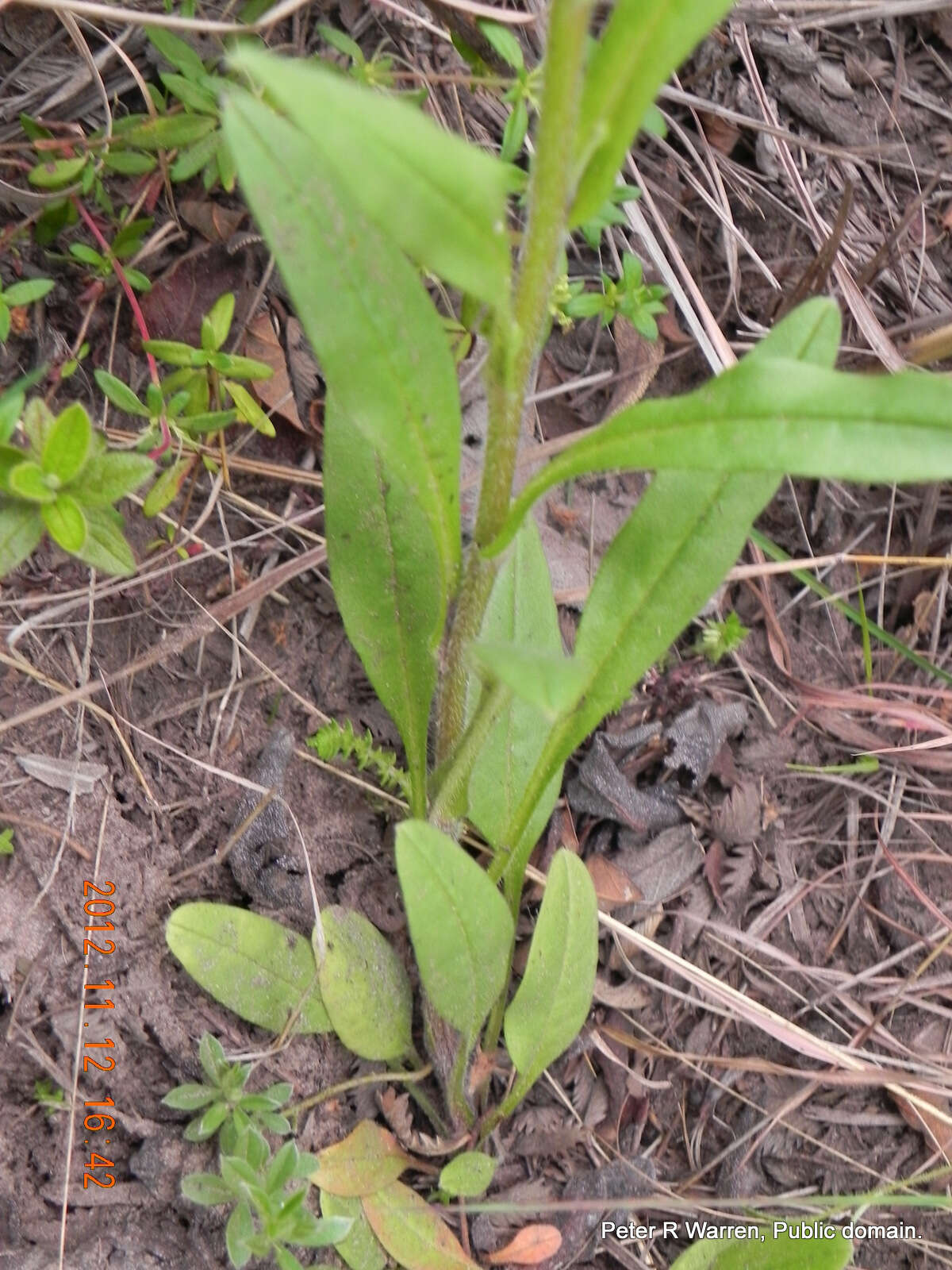 Image of Myosotis afropalustris C. H. Wright