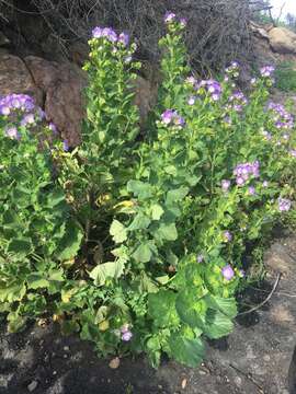 Phacelia grandiflora (Benth.) A. Gray的圖片