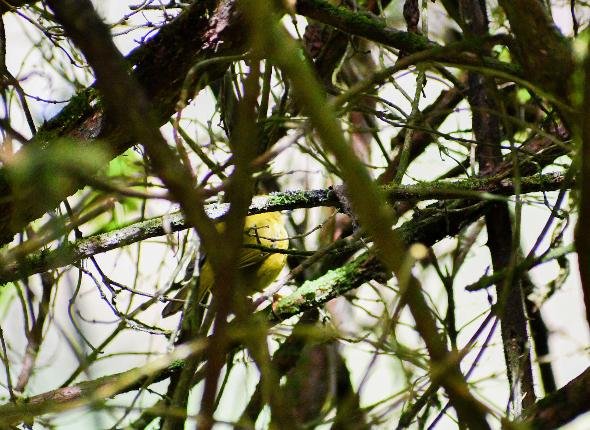 Image of Black-crested Warbler