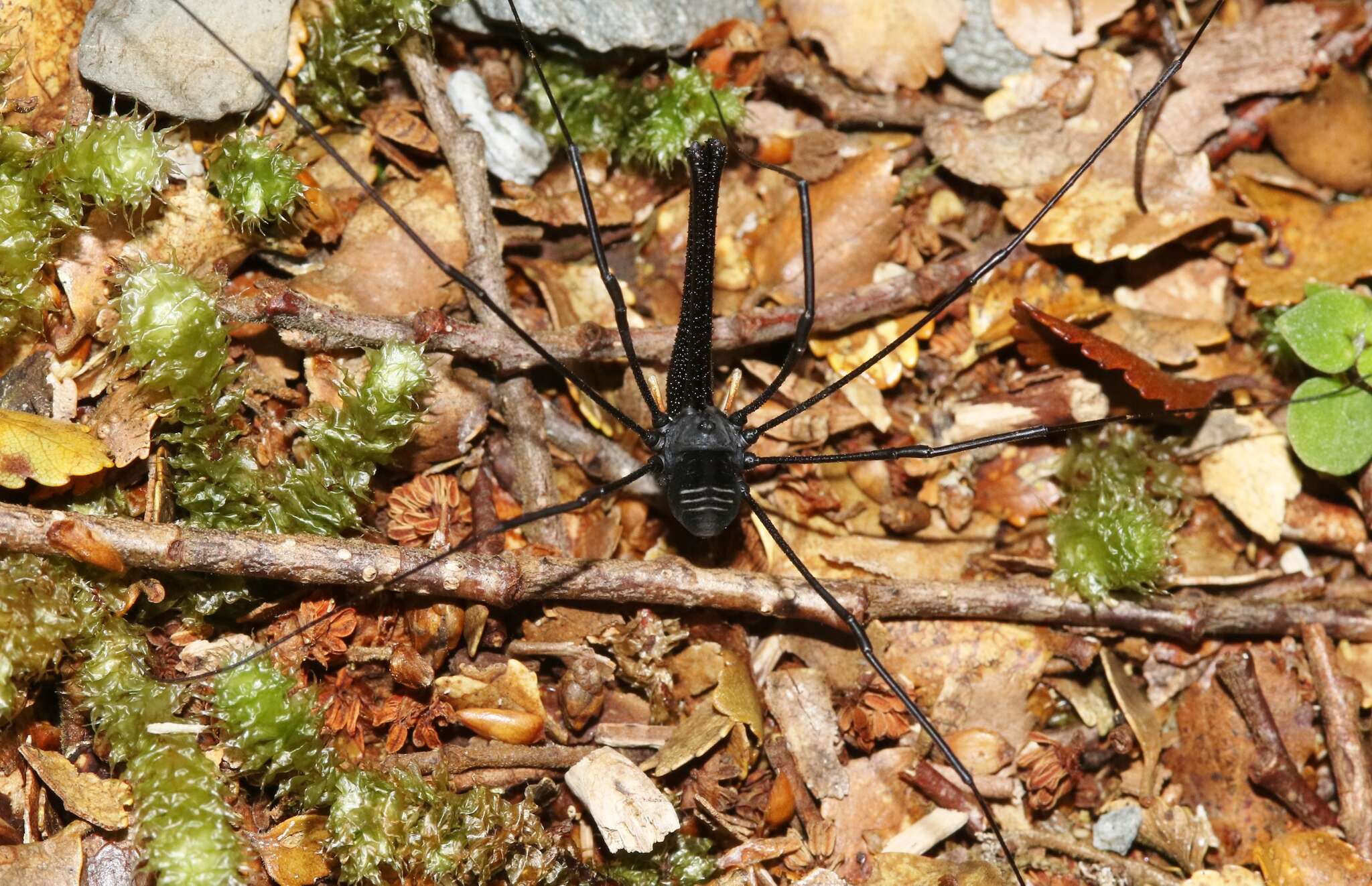 Image of Pantopsalis listeri