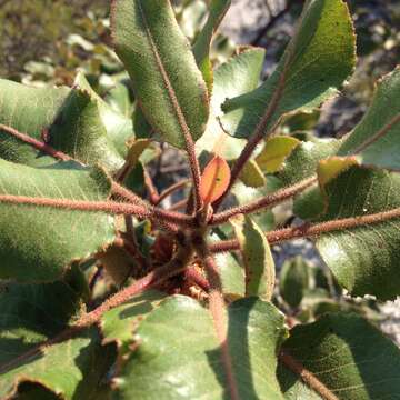 Image of Arbutus bicolor S. González, M. González & P. D. Sørensen