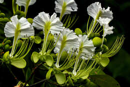 Image of Berlinia grandiflora (Vahl) Hutch. & Dalziel