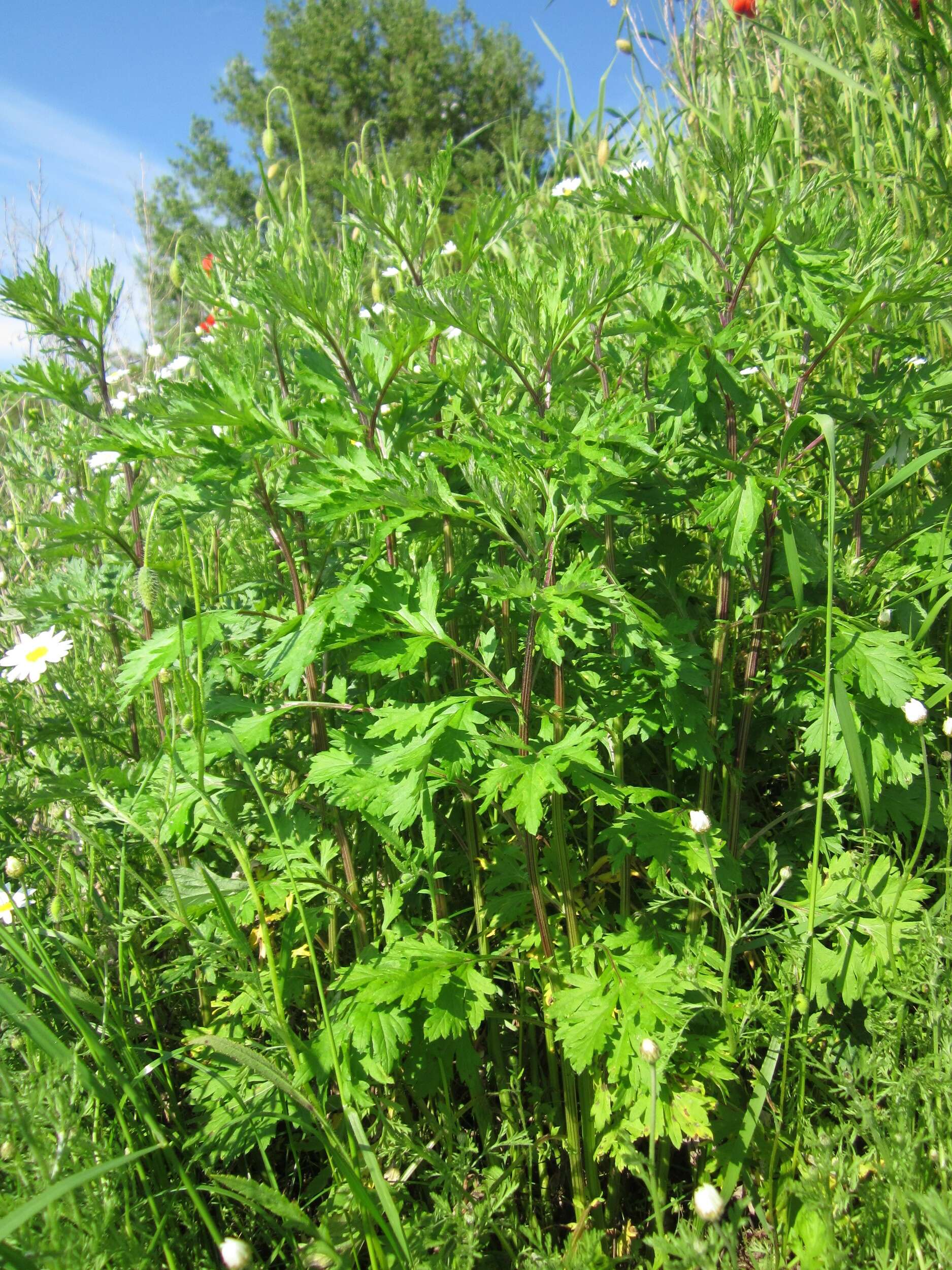 Image of common wormwood