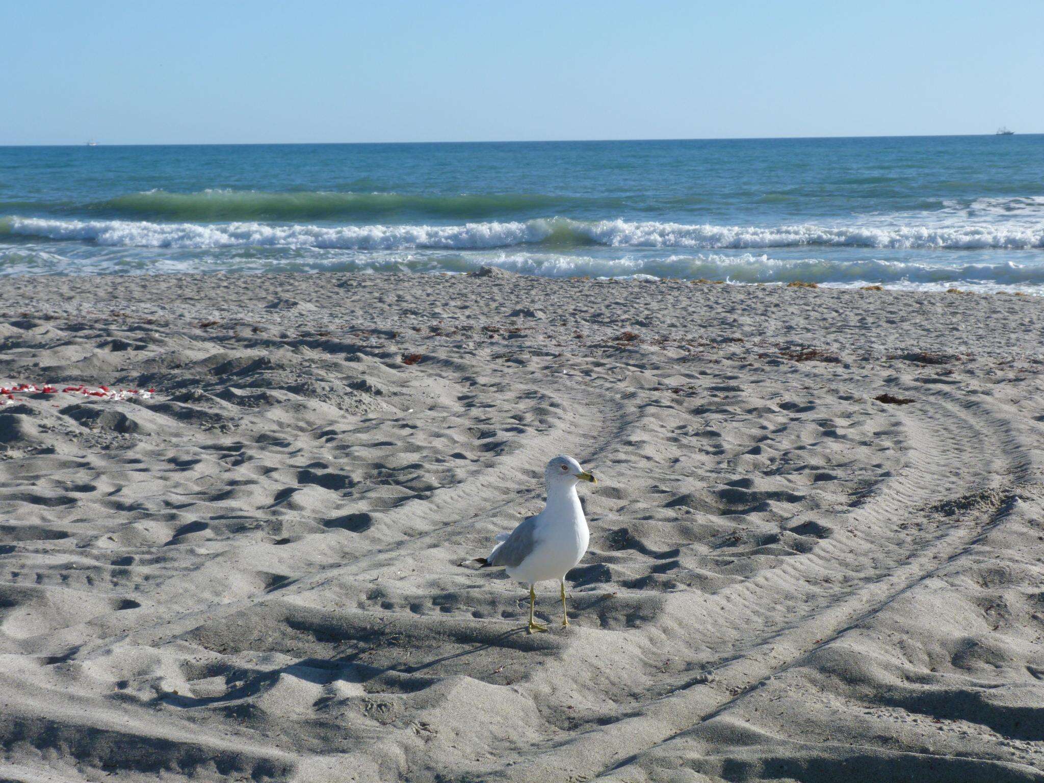 Image of Ring-billed Gull