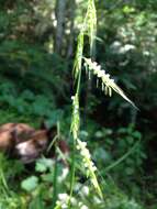 Image of Nodding False Semaphore Grass