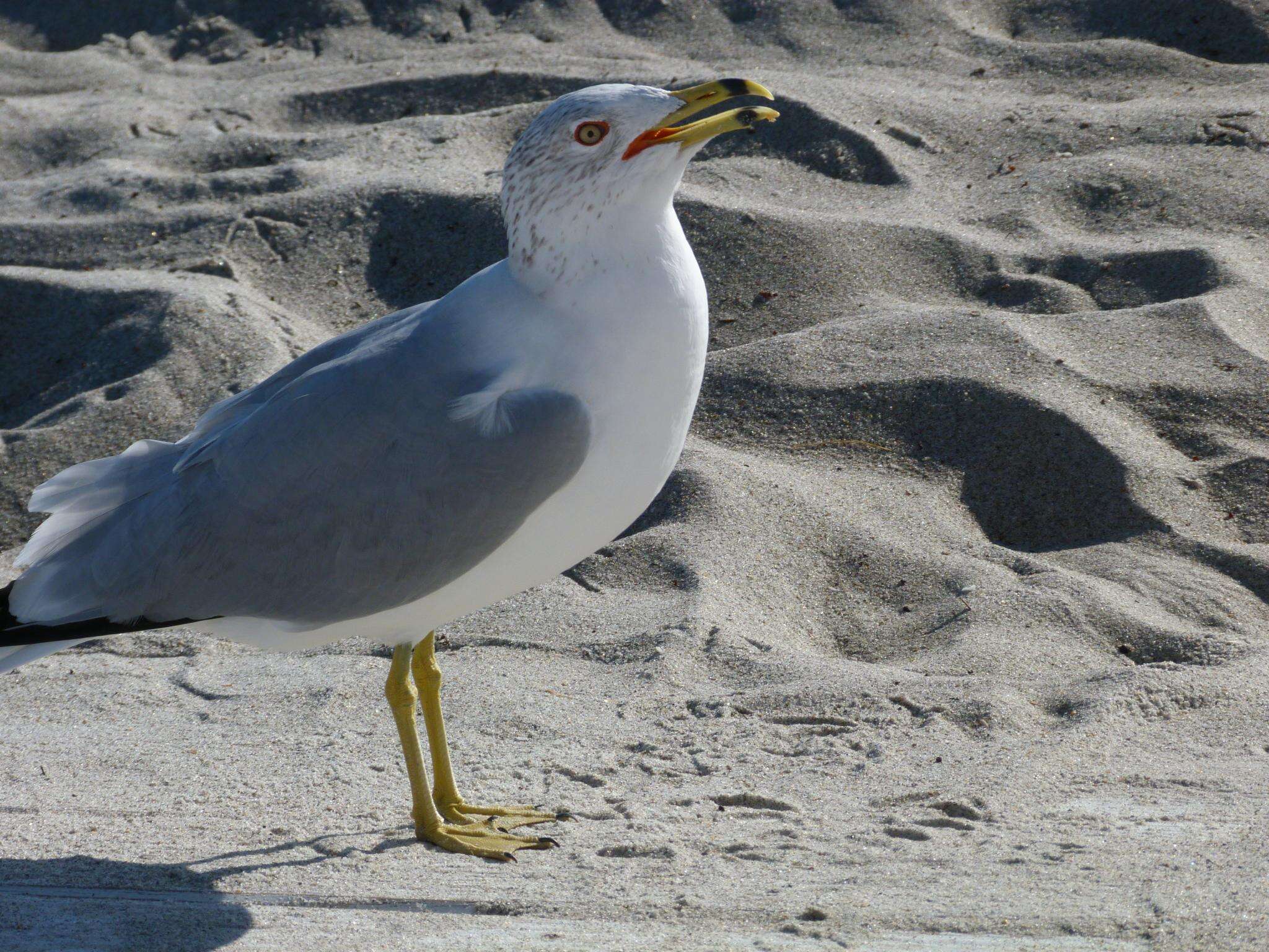 Image of Ring-billed Gull