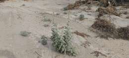 Image of Carrizo Creek globemallow