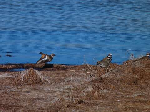 Image of Killdeer