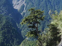 Imagem de Tsuga chinensis var. chinensis