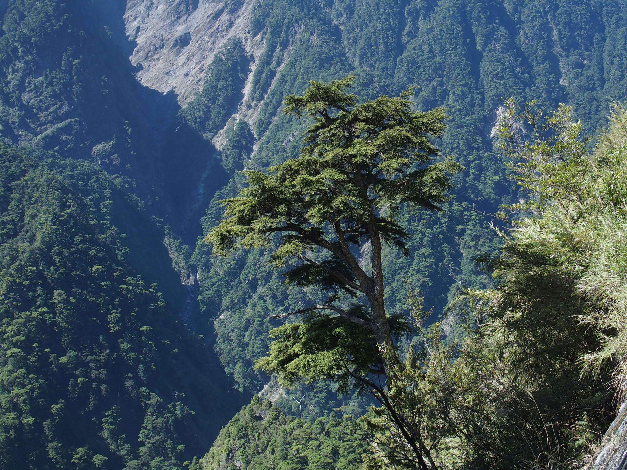 Image of Tsuga chinensis var. chinensis