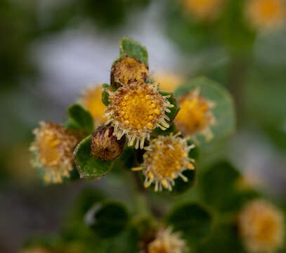 Imagem de Baccharis rhomboidalis Remy