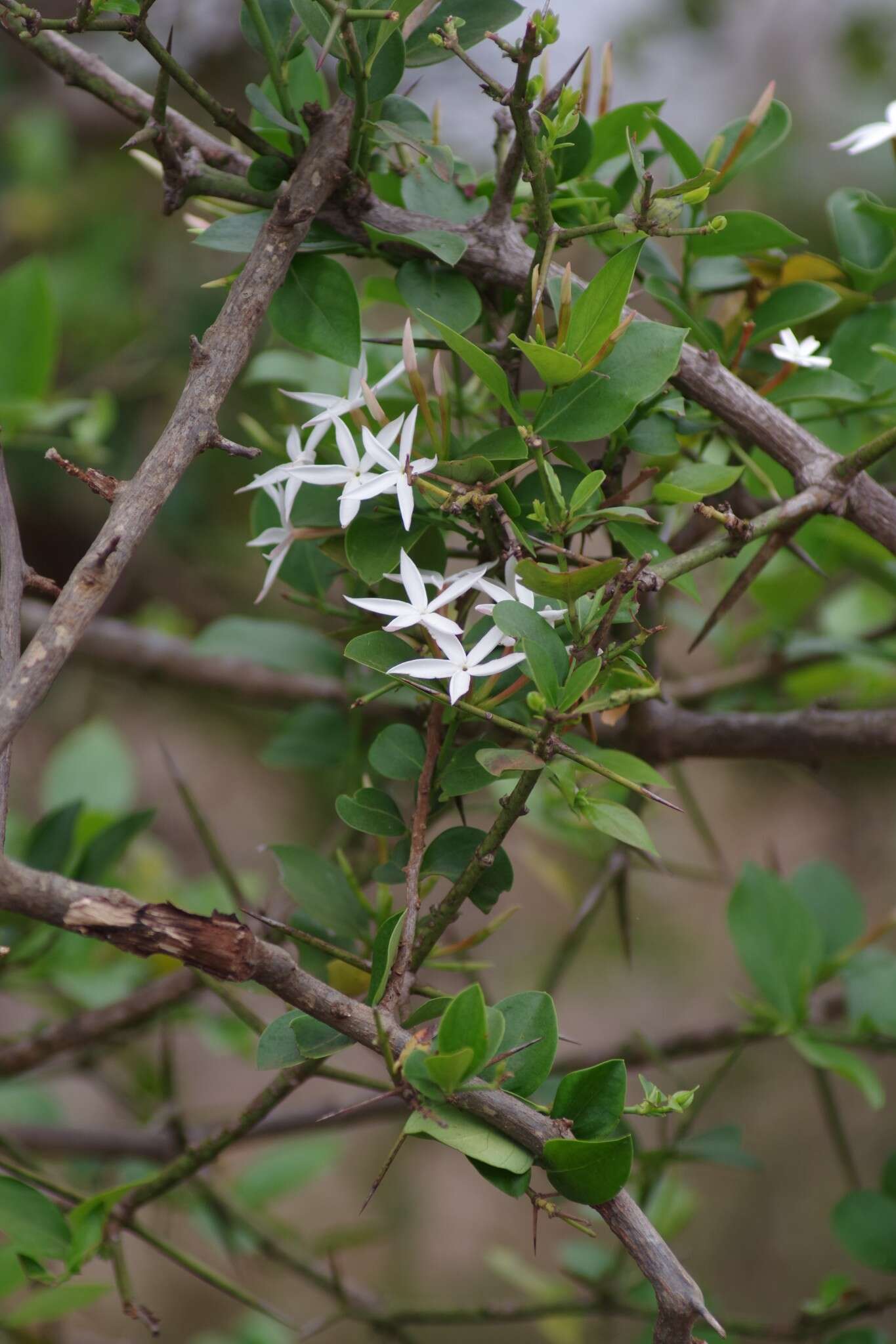 Image de Carissa edulis (Forssk.) Vahl