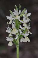 Image of Dactylorhiza romana subsp. guimaraesii (E. G. Camus) H. A. Pedersen