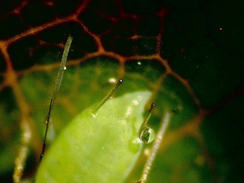 Image of Aphid