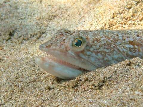 Image of Atlantic Lizardfish