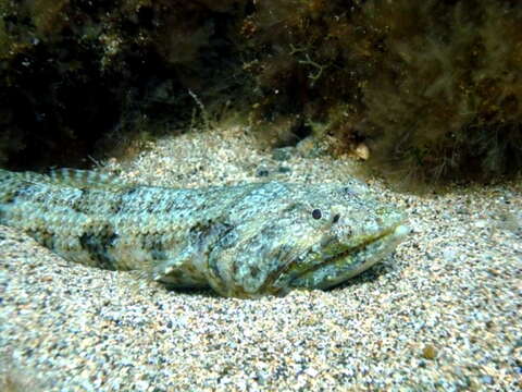 Image of Atlantic Lizardfish