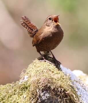 Image of Eurasian Wren