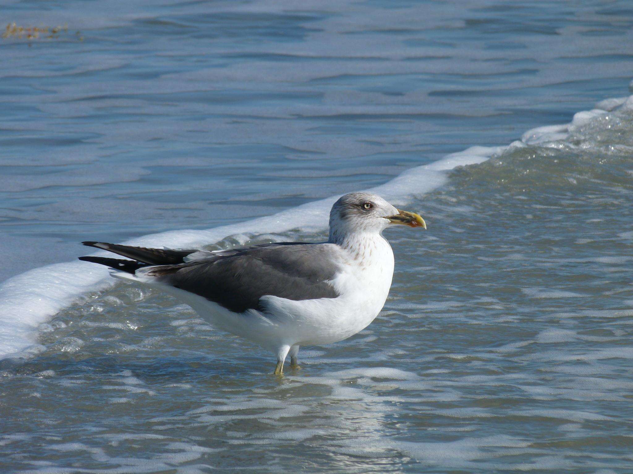 Image of Lesser Black-backed Gull