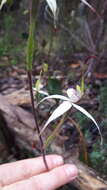 Image of Caladenia rigida R. S. Rogers