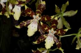 Image of Oncidium maculatum (Lindl.) Lindl.