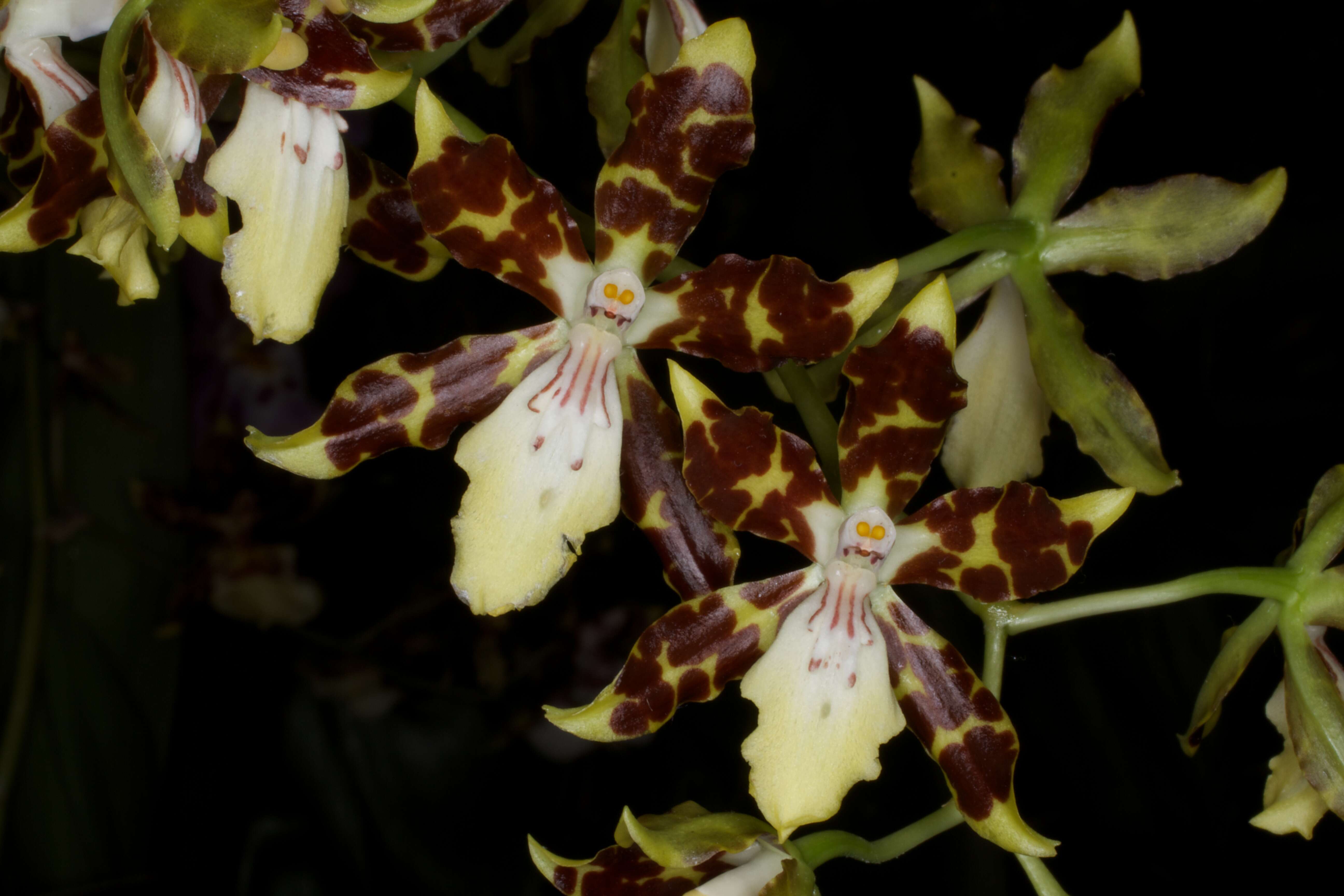 Image of Oncidium maculatum (Lindl.) Lindl.