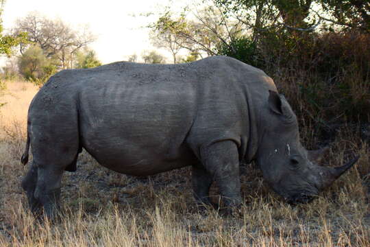 Image of Grass Rhinoceros