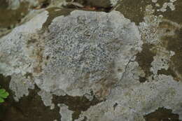 Image of porpidia lichen