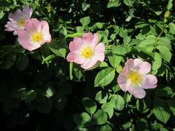 Image of glaucous dog rose