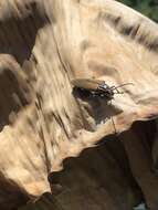 Image of Cabbage Palm Longhorn