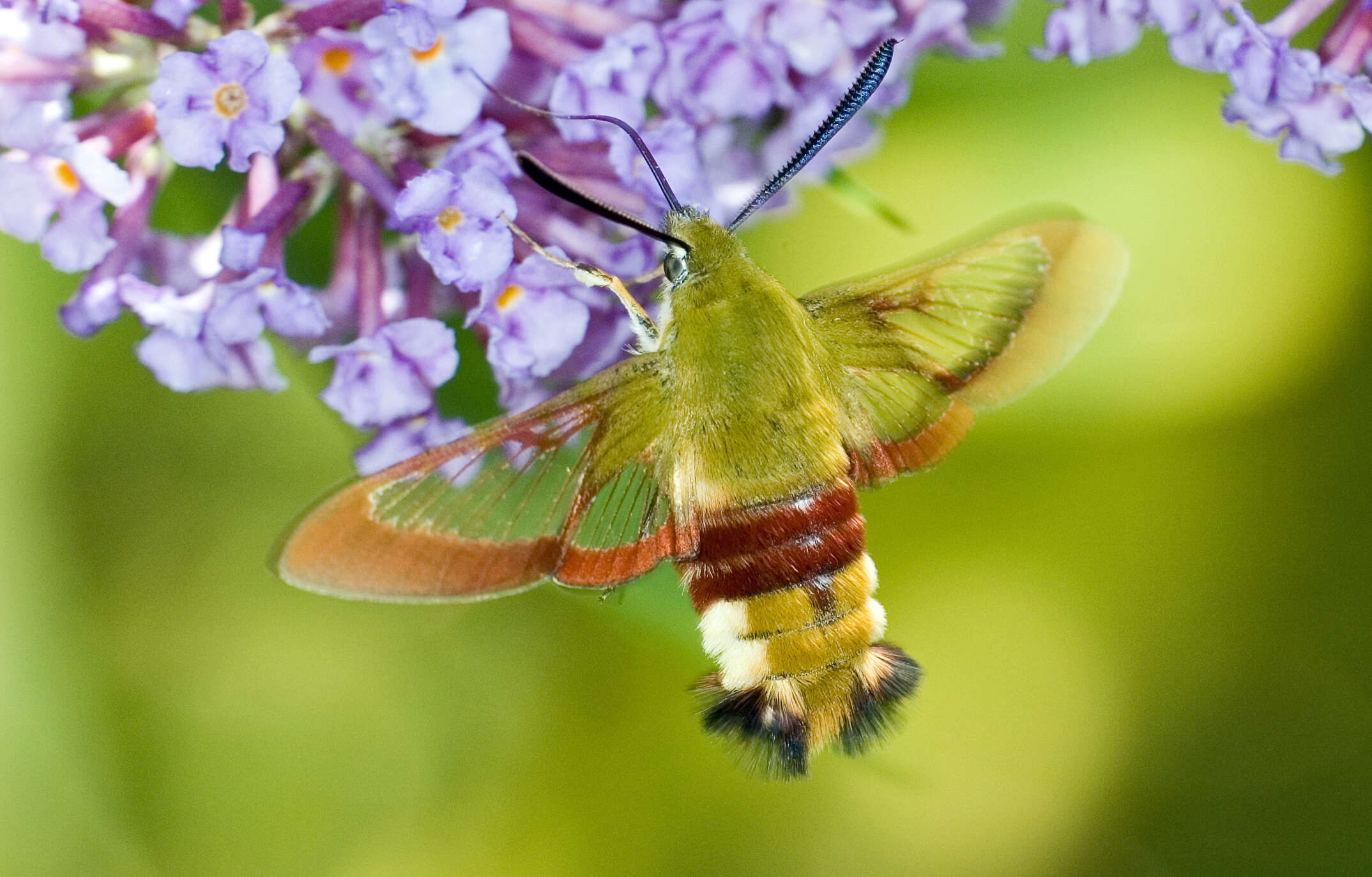 Image of broad-bordered bee hawk-moth