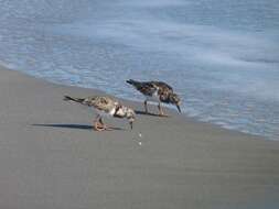 Image of Ruddy Turnstone